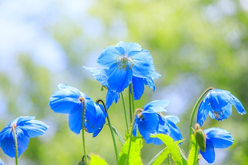 ヒマラヤの青いケシ“メコノプシス”