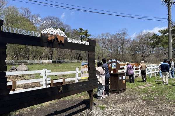 ジャージー牛餌やり体験
