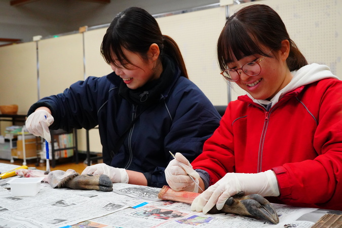 ～シカの足標本作り～
