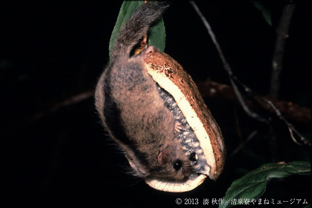 ニホンヤマネの写真