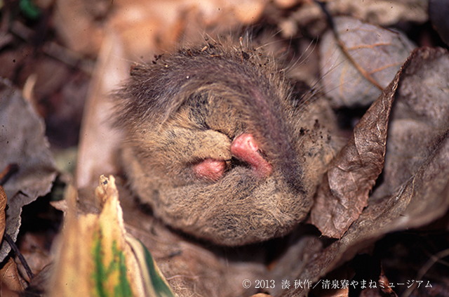ニホンヤマネの寝姿