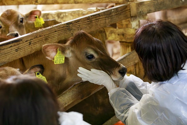 仔牛の牛舎でのふれあい体験