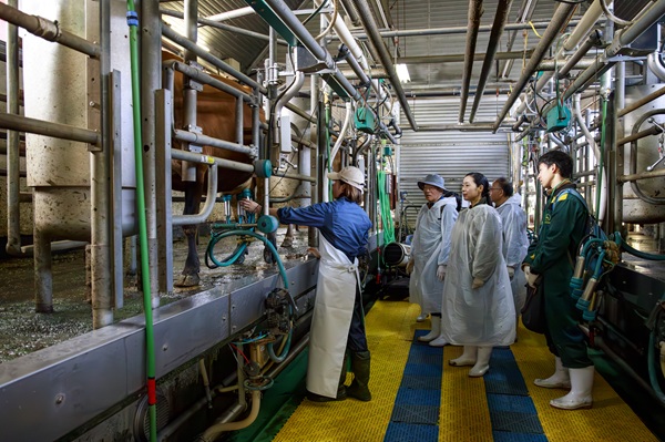 ミルキングパーラー見学