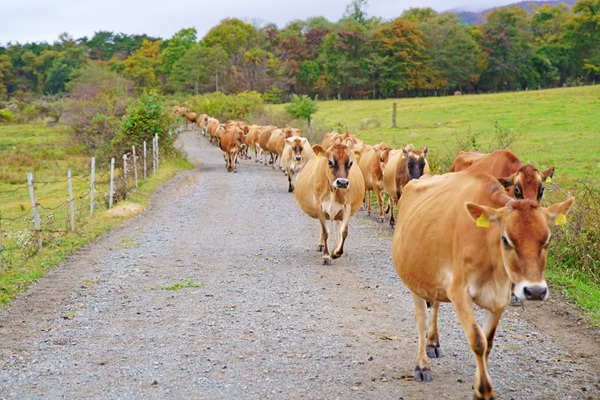 ふれあい＆集牧体験
