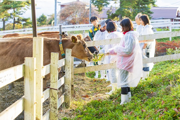 引退牛とのふれあい