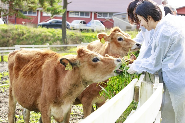 子牛のパドックでのふれあい